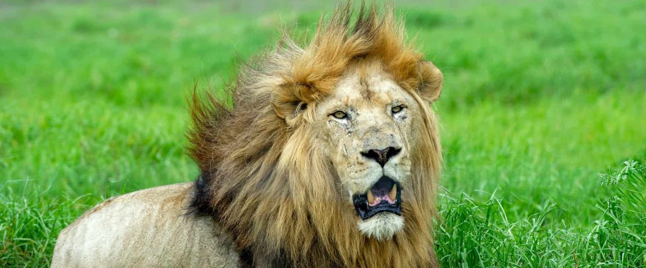 Extraordinary Picture of Elephants Wins Nature Photography